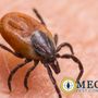 Photo of Omega Pest Control