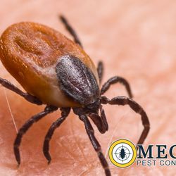 Omega Pest Control