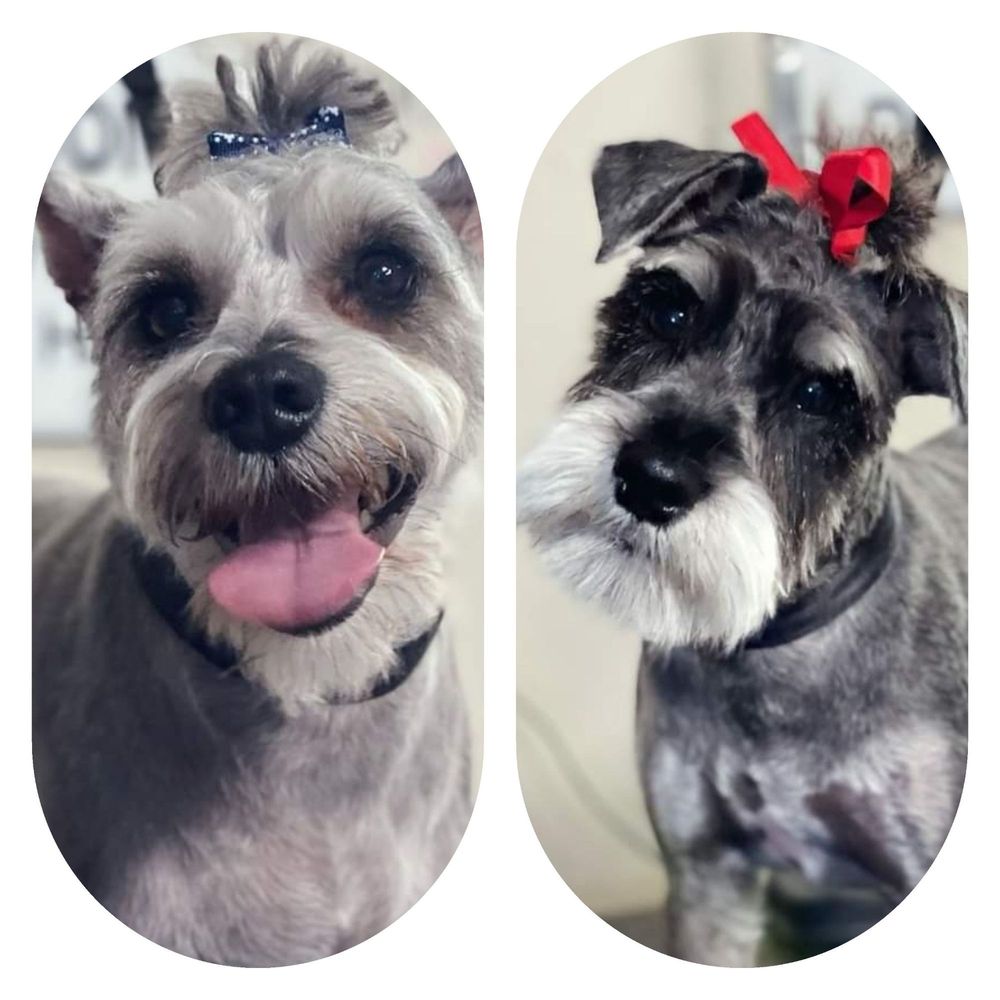 ADOBE ANIMAL HOSPITAL Updated October 2024 39 Reviews 480 N