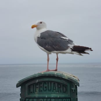La Jolla Cove - Tons of seagull, yet this one really likes this spot. - Parks Near Me - La Jolla, California
