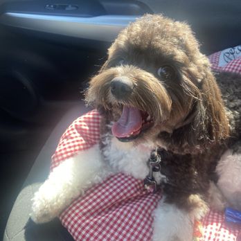 Fallbrook's Paradise Pet Spa - Penny Lane - Pet Groomers Near Me - Fallbrook, California