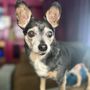 Photo of Pawlicious Poochie Pet Rescue