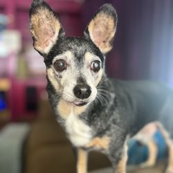 Pawlicious Poochie Pet Rescue