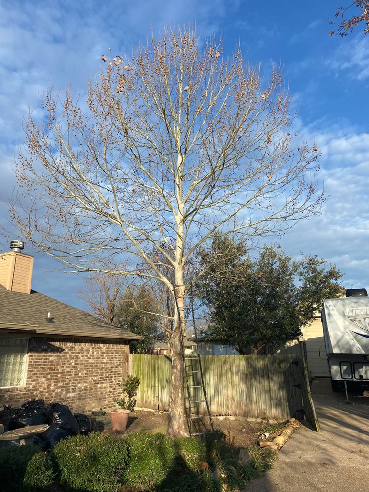 PL TREE SERVICE AND LANDSCAPING Updated June 2024 Woodway, Texas