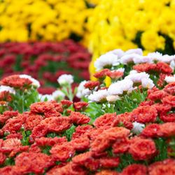 Van Wilgen's Garden Mart