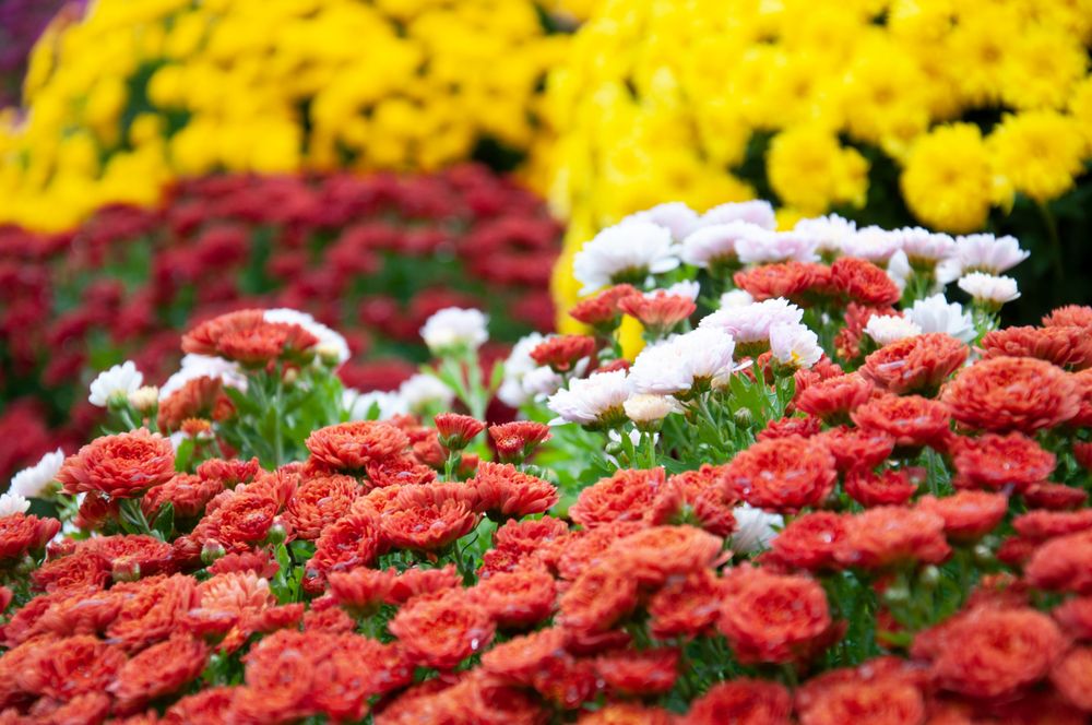 VAN WILGEN’S GARDEN MART Updated September 2024 15 Photos 1654