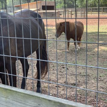 Noah's Ark Animal Sanctuary - Animal Shelters Near Me - Locust Grove, Georgia