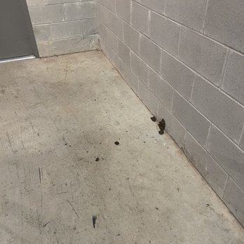 The Alden at Cedar Park - Dog poop in the hallway. This was there for 3 days. - Apartments Near Me - Cedar Park, Texas