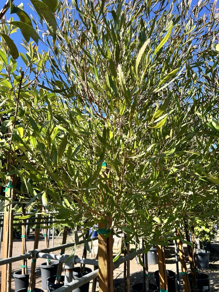 Van Winden's Garden Center