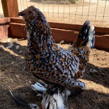 Farm Sanctuary - Animal Shelters Near Me - Acton, California Farm Sanctuary - Animal Shelters Near Me - Acton, California
