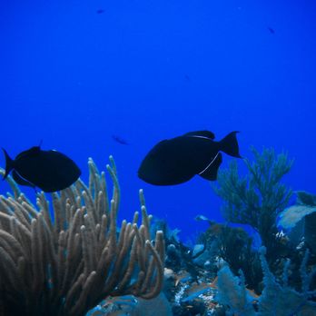 Six Senses Cayman Adventures - Snorkeling Near Me Six Senses Cayman Adventures - Snorkeling Near Me