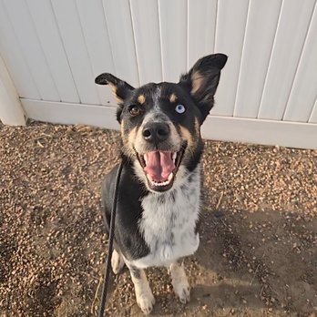 American Canine Academy Dog Training - Pet Training Near Me - Commerce City, Colorado American Canine Academy Dog Training - Pet Training Near Me - Commerce City, Colorado