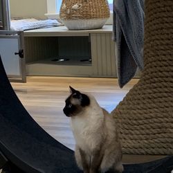 Cat Colloquium