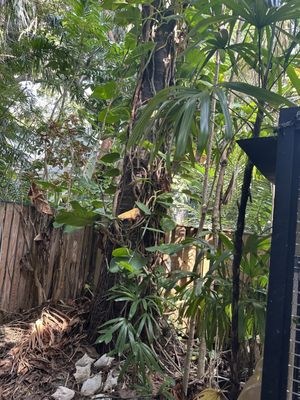 Nancy Forrester's Secret Garden by null