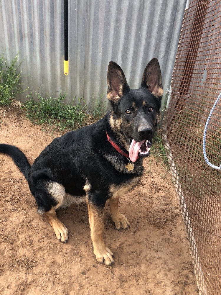 Photos of CLAWS & PAWS PET MOTEL Updated August 2024 12 Photos