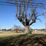 Photo of Frank Tobey Park