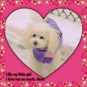 Dog Grooming Art - Pet Groomers Near Me - Park Ridge, Illinois Dog Grooming Art - Pet Groomers Near Me - Park Ridge, Illinois