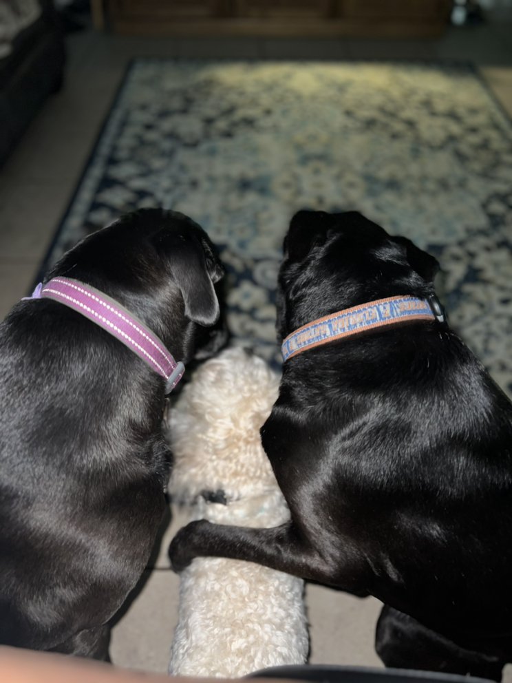 BOARDING WITH BARBII Updated June 2024 Request Information