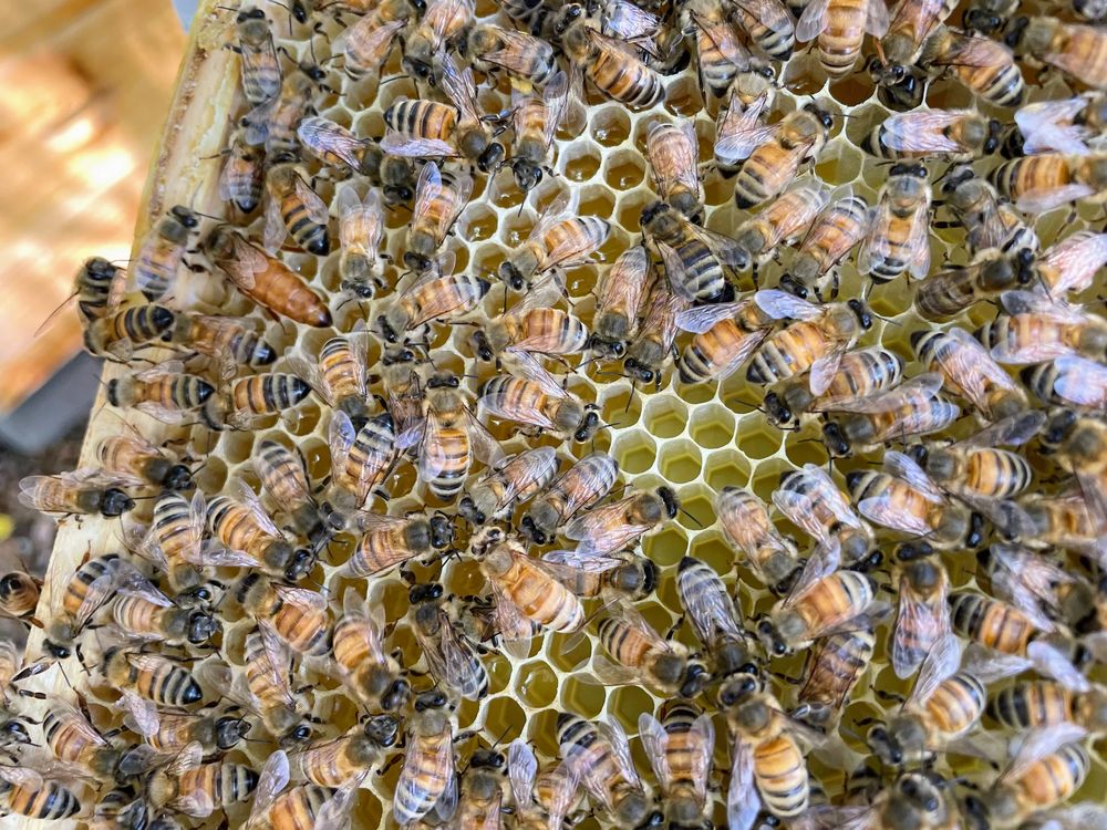 Honey by the Bay - beekeeping in Belmont, CA