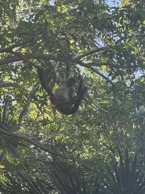 The Fives Beach Hotel & Residences by null