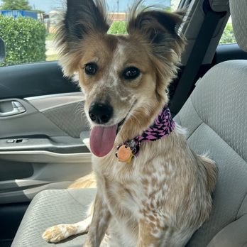 Frisco Pet Grooming & Spa - Pet Groomers Near Me - Frisco, Texas