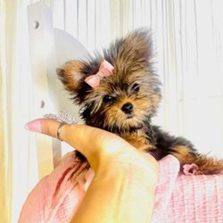 Dog Boutique Store