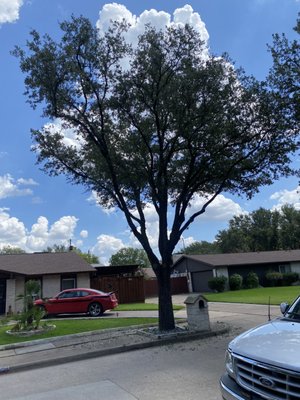 Tree Services - We offer free estimates call now for all of your tree service & landscaping needs Call +14699937989 Tree Services - We offer free estimates call now for all of your tree service & landscaping needs Call +14699937989