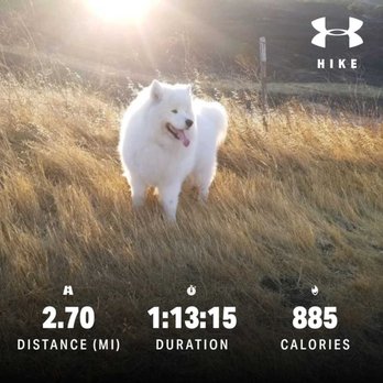 Lime Ridge Open Space - Concord - Rex at Lime Ridge - Hiking Near Me - Concord, California