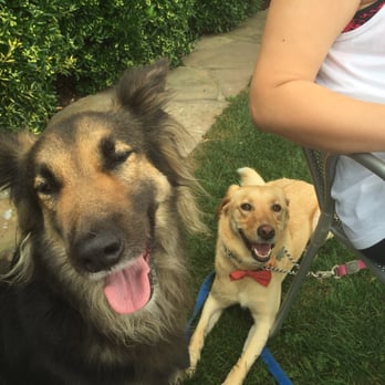 Hampton Coffee Company - With our puppies sitting outside drinking cold brew iced coffee - Coffee & Tea Near Me - Southampton, New York