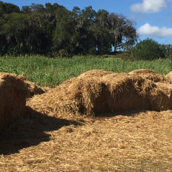 Coon Hollo Farm - Attraction Farms Near Me - Micanopy, Florida