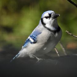 City of Centerfield - Blue Jay