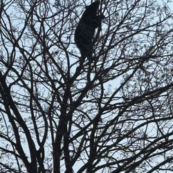 Menominee Park - Looked a bit too high for it's weight