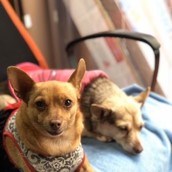 North Bay Window Tint & Audio - Mimi & Rita (Chihuahuas) - Car Window Tinting Near Me - San Francisco, California North Bay Window Tint & Audio - Mimi & Rita (Chihuahuas) - Car Window Tinting Near Me - San Francisco, California