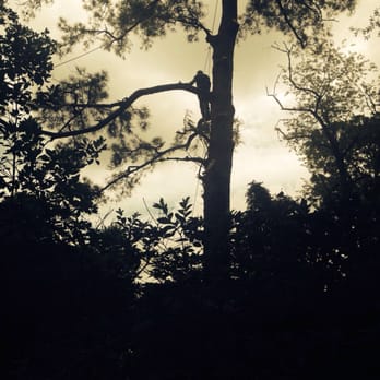 Coast to Coast Tree Service - Tree Services Near Me - Wilmington, North Carolina Coast to Coast Tree Service - Tree Services Near Me - Wilmington, North Carolina