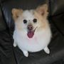 Photo of Doggy Diamonds