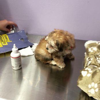 Park Mall Animal Clinic - Getting ear infection treatment - Veterinarians Near Me - Plano, Texas