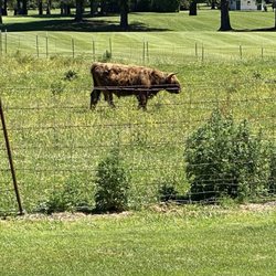 Snoqualmie Falls Golf Course - Moo! So fun to play and see cows right nearby!
