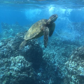 Zephyr Maui - Swimming with turtles - Snorkeling Near Me - Kihei, Hawaii Zephyr Maui - Swimming with turtles - Snorkeling Near Me - Kihei, Hawaii