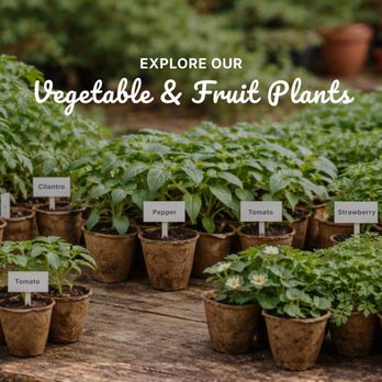 Talk Dirt to Me - Nurseries & Gardening Near Me Talk Dirt to Me - Nurseries & Gardening Near Me