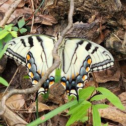 Smith Mountain Lake State Park - Saw this beauty while hiking.
