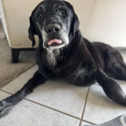 He was fought til the very end, but his body was showing how much the cancer was affecting his body. His English Lab features were fading. He was fought til the very end, but his body was showing how much the cancer was affecting his body. His English Lab features were fading.