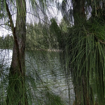 Silver Lakes Rotary Nature Park - Lake through the Australian pines. - Parks Near Me - Davie, Florida Silver Lakes Rotary Nature Park - Lake through the Australian pines. - Parks Near Me - Davie, Florida