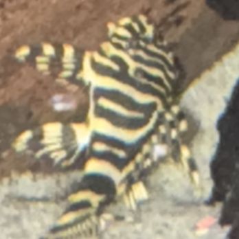 ヨ*ト様 back number fish（demo） Fish - YouTube