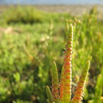 Colorado Lagoon - Pickelweed, a common salt marsh plant - Swimming Pools Near Me - Long Beach, California