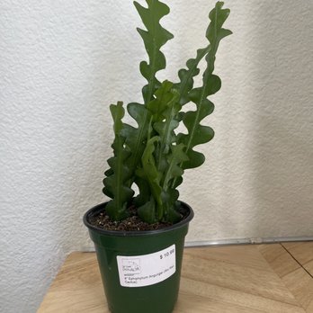Dig Gardens - My new fishbone plant - Nurseries & Gardening Near Me - Santa Cruz, California Dig Gardens - My new fishbone plant - Nurseries & Gardening Near Me - Santa Cruz, California
