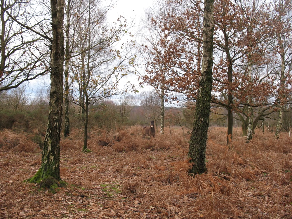 SUTTON PARK ENTRANCES STREETLY LANE I 10 Photos Sutton Park