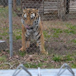Carolina Tiger Rescue