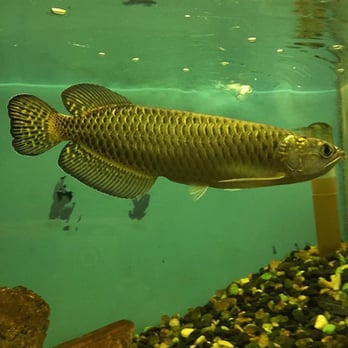 Tom's Tropical Fish - AUSTRALIAN AROWANA - Local Fish Stores Near Me - Long Beach, California