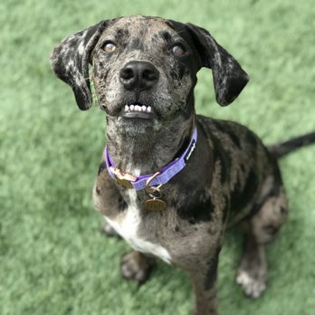 banfield dog boarding