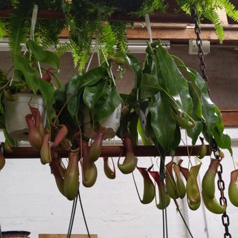 Sloat Garden Center - Hanging pitcher plants :) - Nurseries & Gardening Near Me - San Francisco, California Sloat Garden Center - Hanging pitcher plants :) - Nurseries & Gardening Near Me - San Francisco, California
